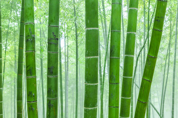 bamboo forest