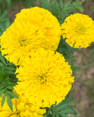 Closeup top view yellow marigold flowers in garden, selective focus
