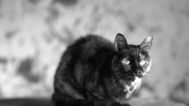 Beautiful cat in photography studio
