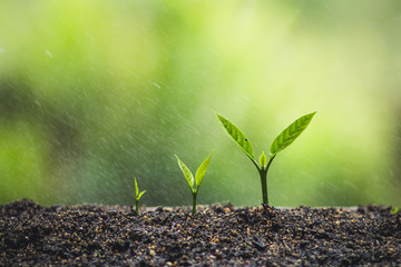 plant a tree natural background Plant Coffee seedlings in nature green fresh