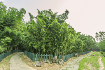 bamboo forest