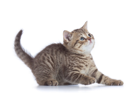 Young kitten side view. Cat tabby kitten looks up isolated.