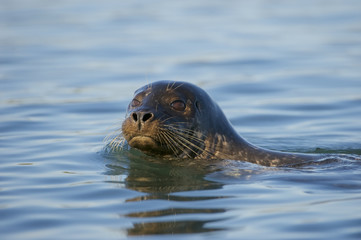 Fototapeta premium Harbor Seal (Phoca vitulina), aka Common Seal or alternately spelled Harbour Seal, California