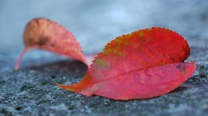 大きな岩の上の赤い桜の葉