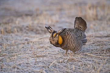 Greater Prairie Chicken (Tympanuchus cupido pinnatus), Bluestem prairie reserve, Minnesota, USA