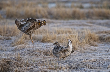 Greater Prairie Chicken (Tympanuchus cupido pinnatus), Bluestem prairie reserve, Minnesota, USA