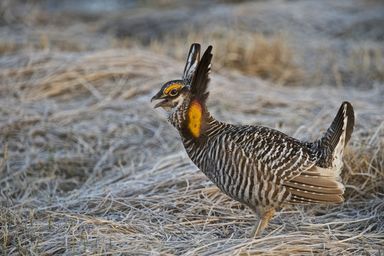Greater Prairie Chicken (Tympanuchus cupido pinnatus), Bluestem prairie reserve, Minnesota, USA