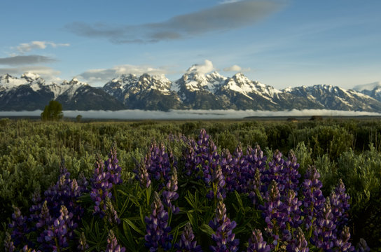 Lupine and the Grand Tetons, Wyoming