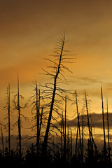 Obraz premium Sunset sky over burnt forest, Yellowstone NP, Wyoming, USA
