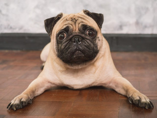 Adorable pug dog lying on floor at home, 3 year old, looking at the camera