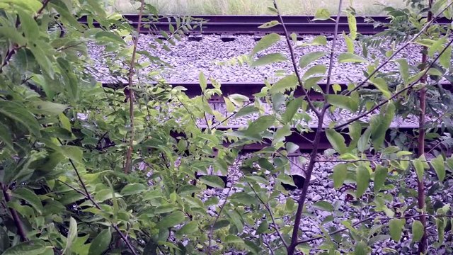Vegetation Closeup by Railroad Tracks