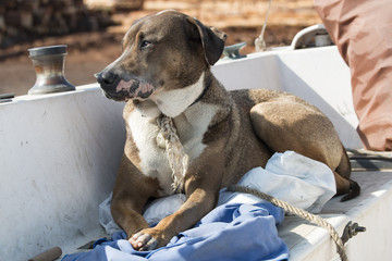 Koa the Hound Dog Relaxing on a Boat