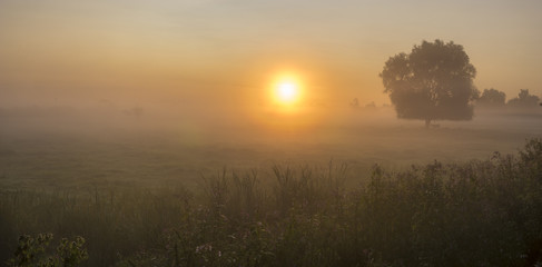 Cows standing under a tree,Gorgeous summer colorful and foggy morning in the meadow, trees and grass fogged in the mist