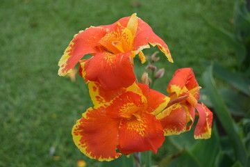 Primer plano de una flor combinada con colores naranja y amarillo