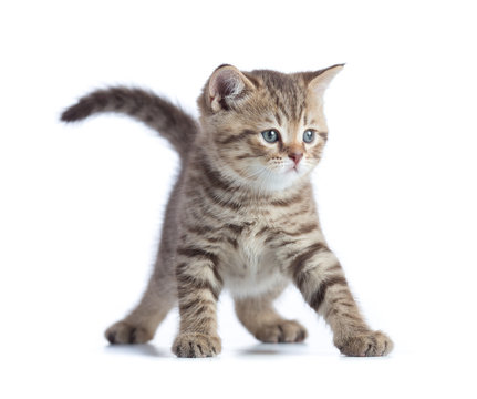 Young funny cat front view standing isolated