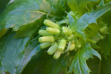 Flower Buds