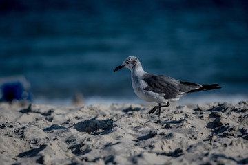Seagull