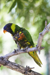 Rainbow Lorikeet