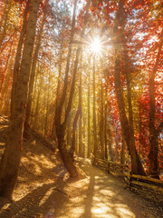 Obraz premium Fall colors