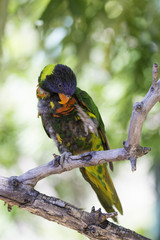 Rainbow Lorikeet