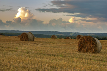 end of the summer on the fields, mown cereals, straw shavings