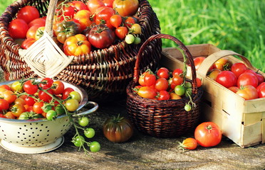 Heirloom variety tomatoes in baskets on rustic table. Colorful tomato - red,yellow , orange. Harvest vegetable cooking conception. Full baskets of tometoes in green background