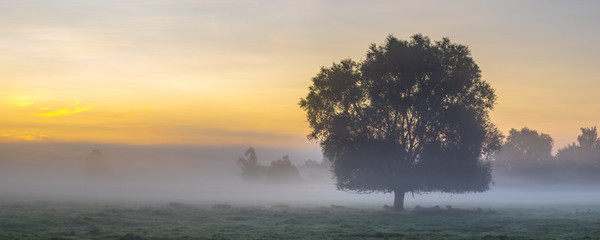 Gorgeous summer colorful and foggy morning in the meadow, trees and grass fogged in the...