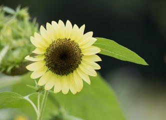 花の物語