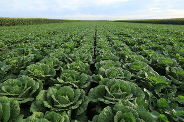 chinese cabbage crops in growth at field © lzf