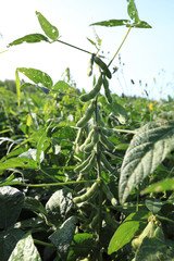 green soybean  crops in growth at field