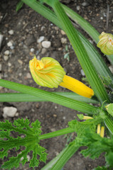 gelber Zucchino mit geschlossener Blüte