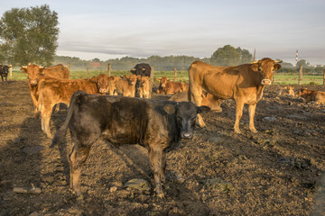cattle limusiine meat, calves and young cows in the yard
