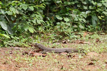 Varanus bengalesis. a monitor lizard of the genus Varanus