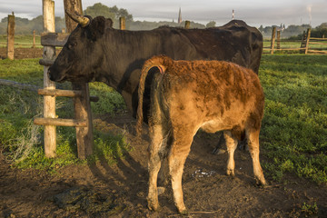 cattle limusiine meat, Calf sucking cow milk