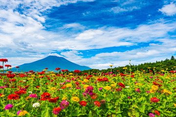 百日草と富士山