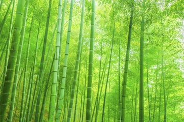 Gordijnen Bamboo Bos © 昊 周