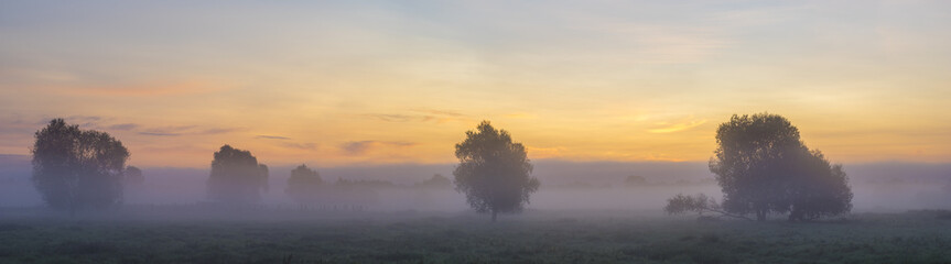 Gorgeous summer colorful and foggy morning in the meadow, trees and grass fogged in the mist,panorama