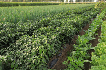 vegetable crops in growth at field