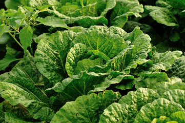 chinese cabbage crops in growth at field