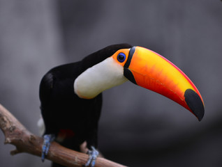 parrot, birds, animals, cute, small, pet, cute animals, hornbill