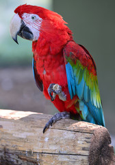 parrot, birds, red, animals, cute, small, colors, colorful, pet, cute animals