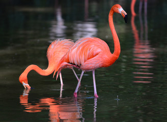 flamingo, birds, red, animals, waterfowl, cute, small, pet, water bird, cute animals, aquatic bird