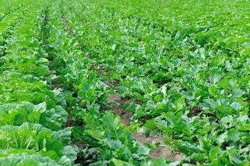 Fototapeta na wymiar chinese cabbage and radish crops in growth at field