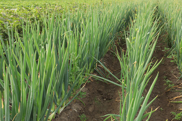 Fototapeta premium green Chinese onion crops in growth at field