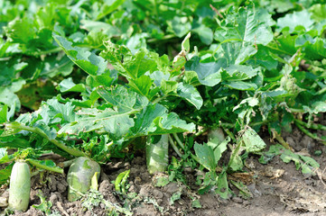 green radish crops in growth at garden