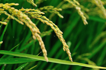 rice grain in growth at field