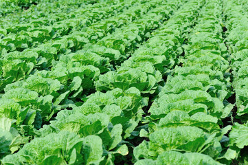 chinese cabbage crops in growth at field