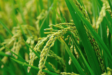rice grain in growth at field