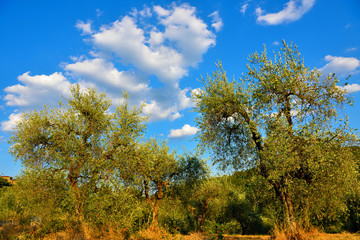 Olive plants at serravalle pistoiese toscana Italy