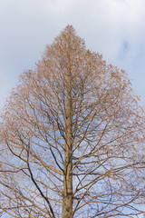 Winter branches